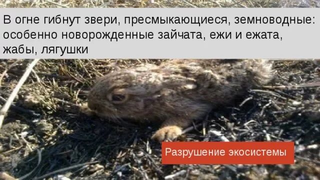 Видишь гибнет. Не жгите сухую траву животные. Животные после поджога травы. Почему нельзя жечь траву весной.