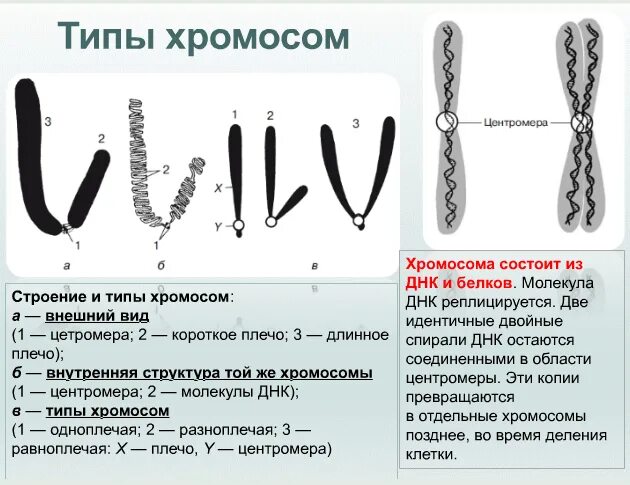 Какую форму имеет хромосома. Акроцентрические хромосомы человека. Строение хромосомы ЕГЭ биология. Строение хромосомы центромера. ЕГЭ строение хромосом центромера.