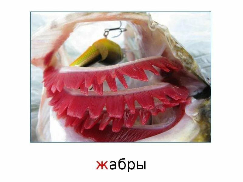 Дали жабры. Дали жабры. Дали жабры. Дыхательная система рыб жабры. Жабры строение.