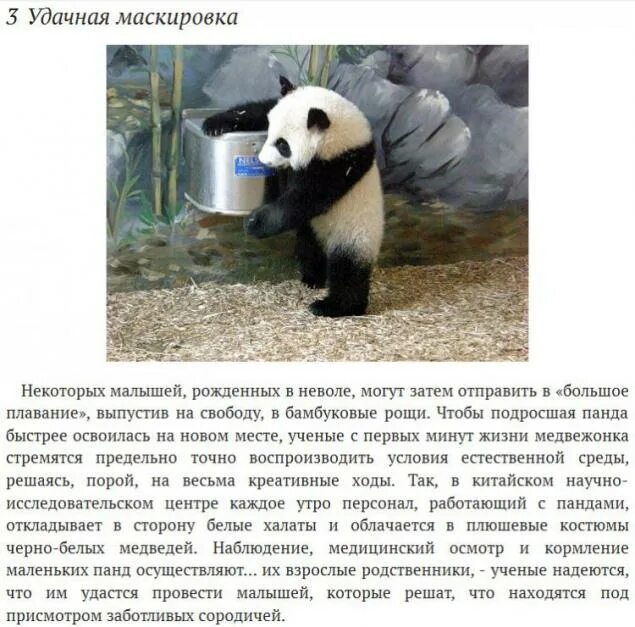 Факты о пандах для детей. Интересные факты о пандах. Интересное о пандах для детей. Интересные факты о панде из красной книги. Факты о пандах.