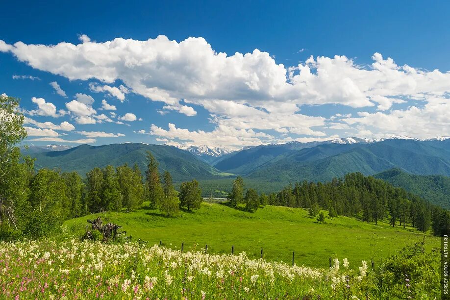 Зеленый луг алтайский край. Луга Алтайского края. Природа горного Алтая. Курайская степь горный Алтай лето. Ясная Поляна горный Алтай.