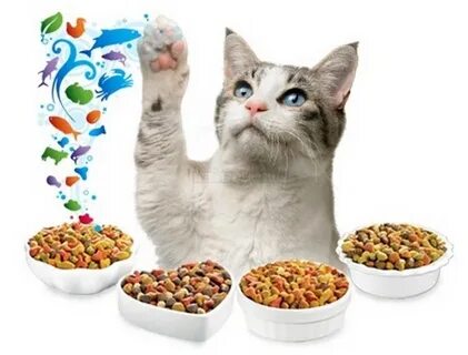 Корма для животных кошек