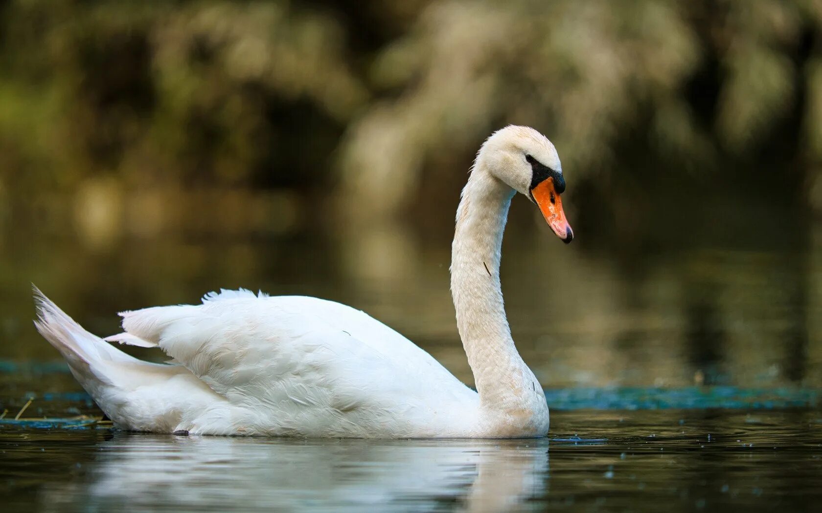 Шансон белый лебедь на пруду. Молодой лебедь в воде. Ах белый лебедь. Ах белый лебедь на пруду. Белые лебеди белые лебеди.