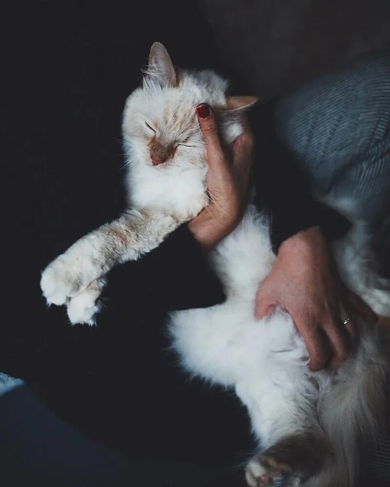Парень с котом эстетика. Кошечка на руках. Парень с котом эстетика. Девушка с котенком на руках. Котенок на руках.