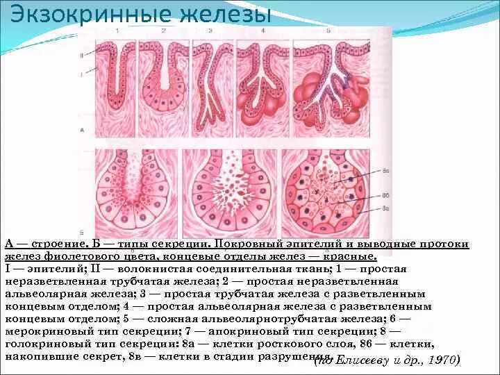 Железистый эпителий апокриновая секреция. Железистый эпителий гистология строение. Железистый эпителий экзокринные железы строение. Классификация желез внешней секреции гистология.