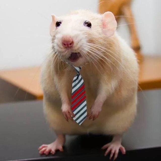Rat meme