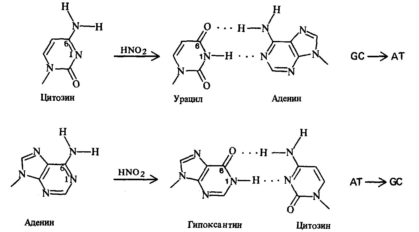 Водородные связи между аденином и урацилом. Аденин урацил 2 связи. Аденин hno2. Цитозин hno2.