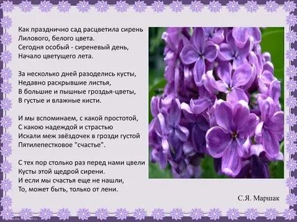 Стихи про люпины короткие красивые