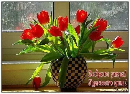 Доброе утро с тюльпанами с пожеланиями