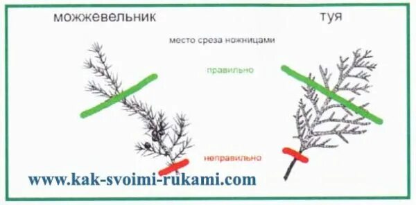 Обрезают ли можжевельник. Обрезка казацкого можжевельника весной схема. Обрезка можжевельника схема. Формирование можжевельника казацкого схема. Схема обрезки можжевельника весной.