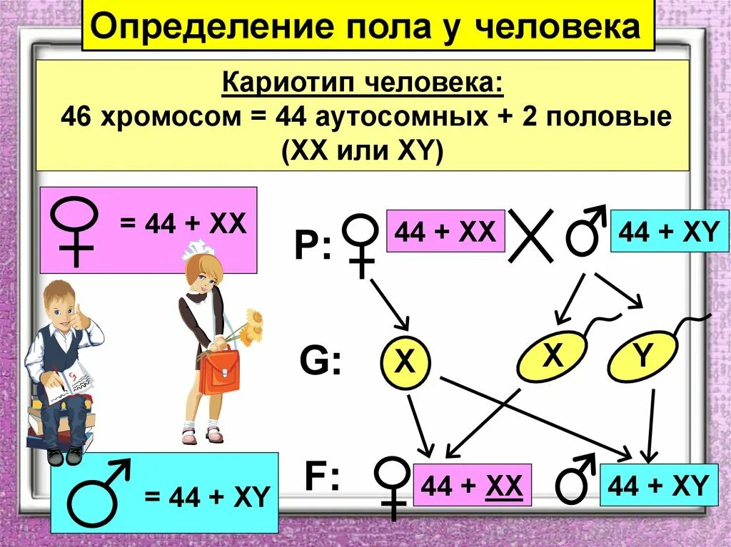 Когда происходит генетическое определение пола у человека