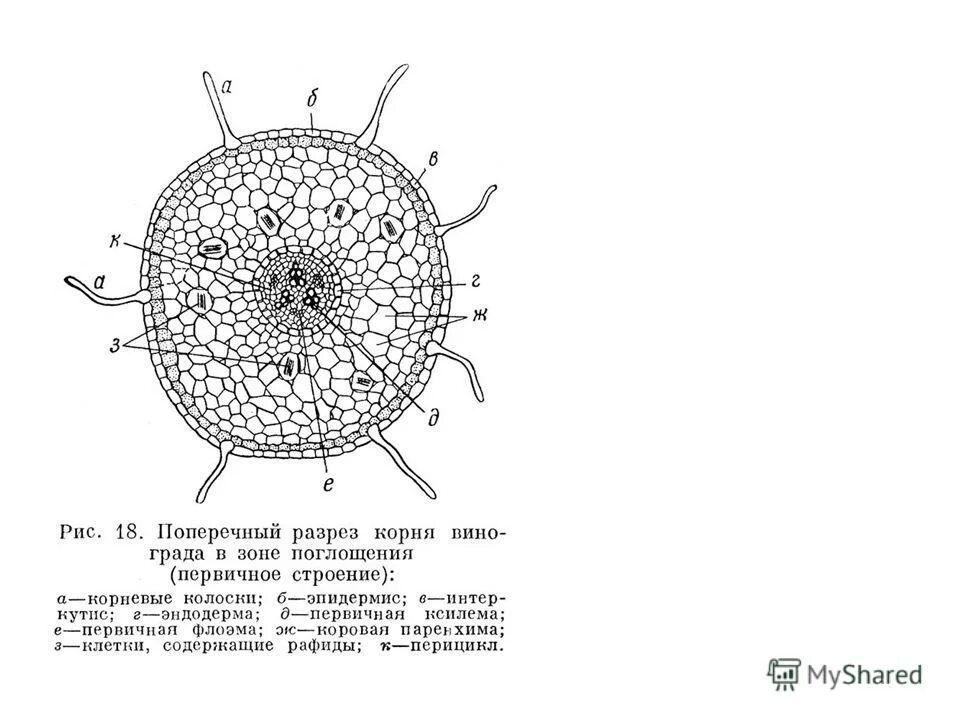 Строение корня на поперечном срезе. Корень схема строения поперечный срез. Первичное строение корня поперечный срез. Строение корня в разрезе поперечном.