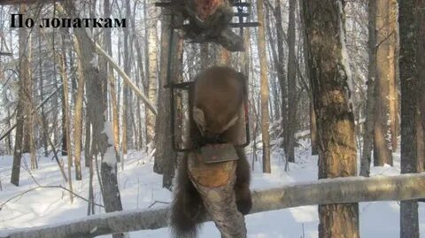 Охота на куницу капканами и самоловами