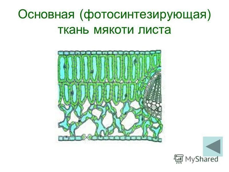 chlorophyll Plant and animal cells, Plant cell, Animal cell