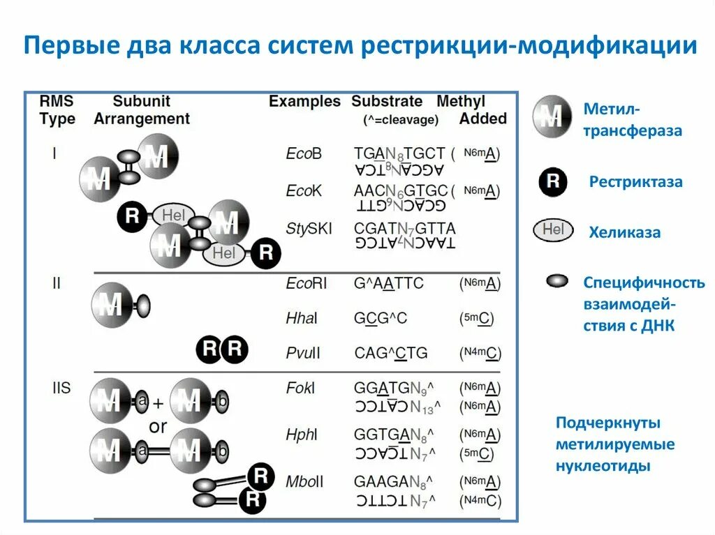 Основные типы и классы систем. Система рестрикции-модификации бактерий. Рестрикция модификация у бактерий. Системы рестрикции и модификации ДНК. Система рестрикции-модификации 1 типа.