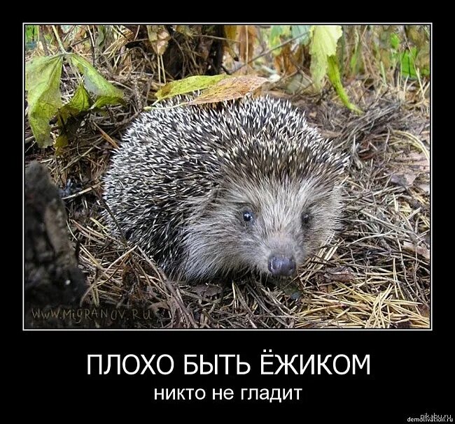 Хорошо быть ежиком никто