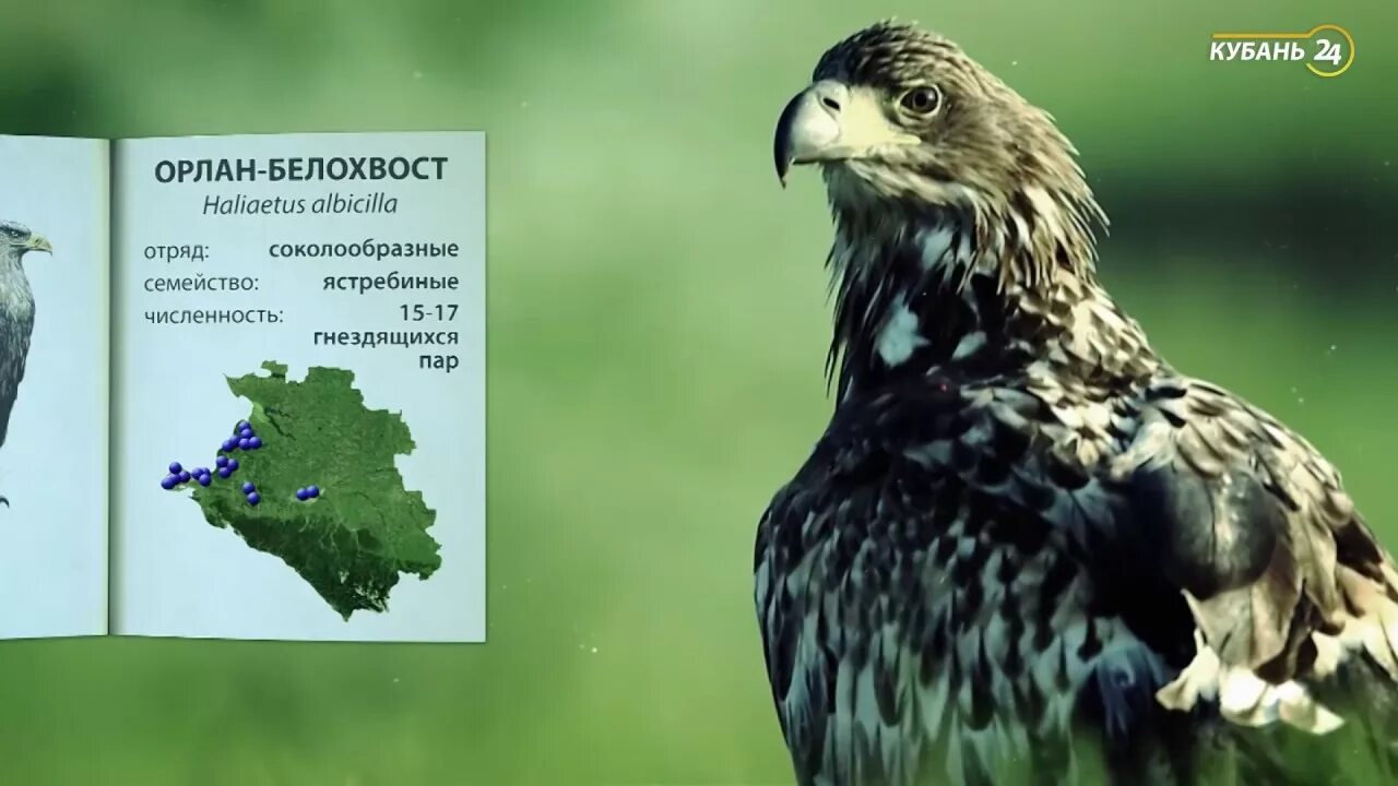 Животный мир краснодарского