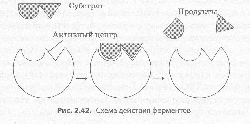 Механизм действия ферментов. Комплекс фермент субстрат. Механизм работы ферментов. Схема взаимодействия фермента с субстратом. Механизм действия ферментов схема.