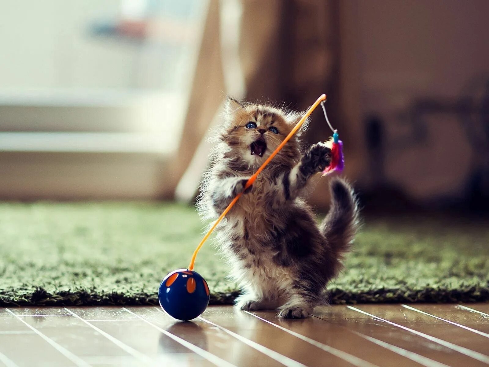 Картинки играющего котенка. Картинки играющего котенка
