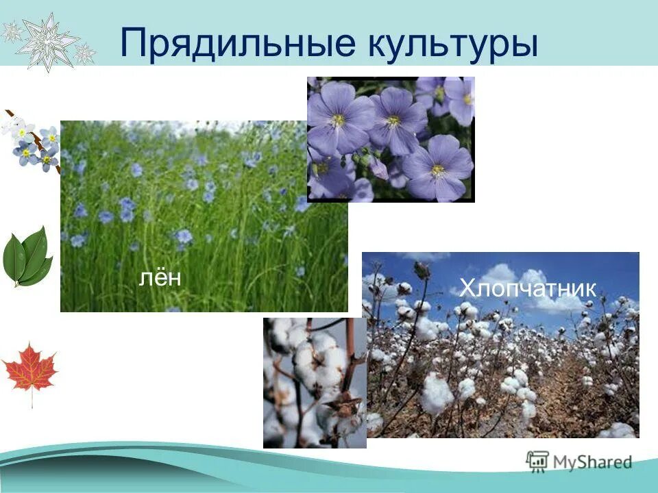 культурные растения прядильные 2 класс окружающий мир. пргедильные растения культурные. прядильныеые культуры. культурные растения прядильные 2 класс окружающий мир. прядильные растения 2 класс.