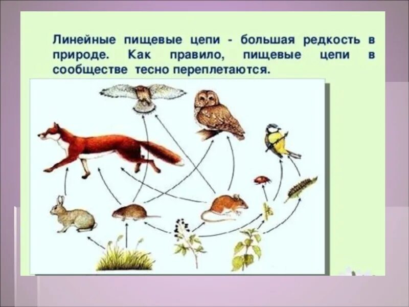 5 цепей питания луга. Пищевая цепочка. Пищевая цепочка в природе. Пищевая цепочка сообщества. Пищевые связи в сообществах.