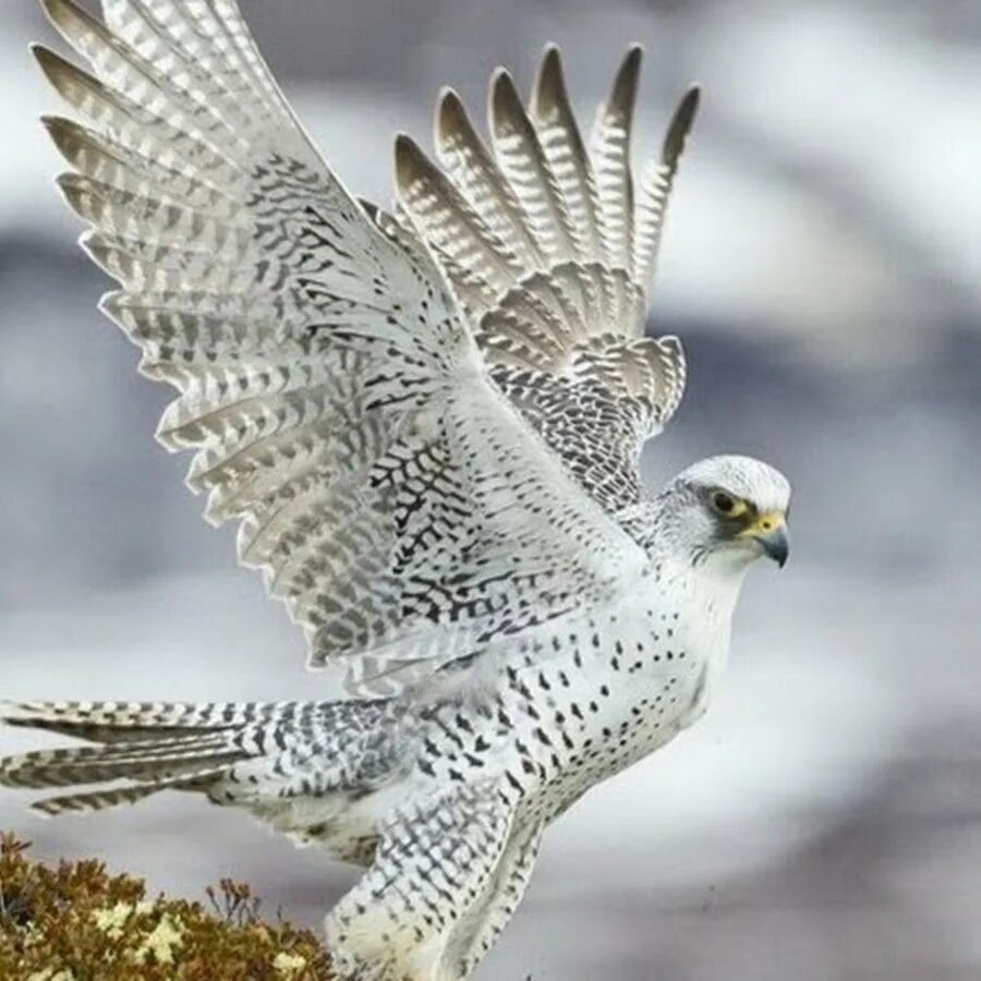 Кречет Falco rusticolus. Сокол белый Кречет. Камчатский Кречет. Белый Кречет птица