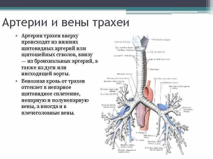 Трахея бронхи бронхиальное дерево. Трахея, главные бронхи, бронхи. Строение стенки трахеи и бронхов. Гортань трахея бронхи строение. Функции трахеи животных