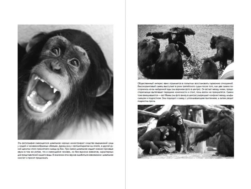 Франс де вааль. В поисках человеческого у приматов. Истоки морали: в поисках человеческого у приматов. The bonobo and the atheist: in search of humanism among the primates. Де вааль франс в.