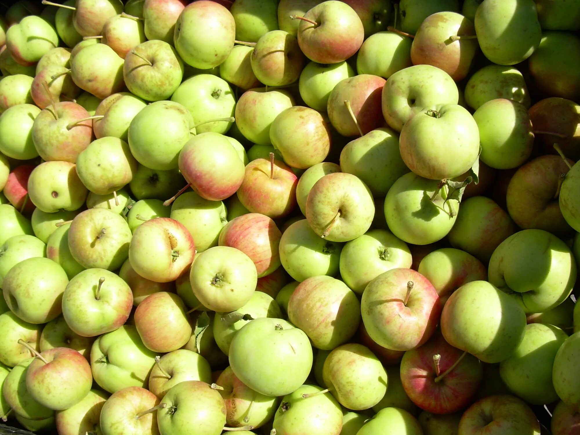 Яблоко. Яблоки свежие. Урожай яблок. Яблоки сезонные зеленые.