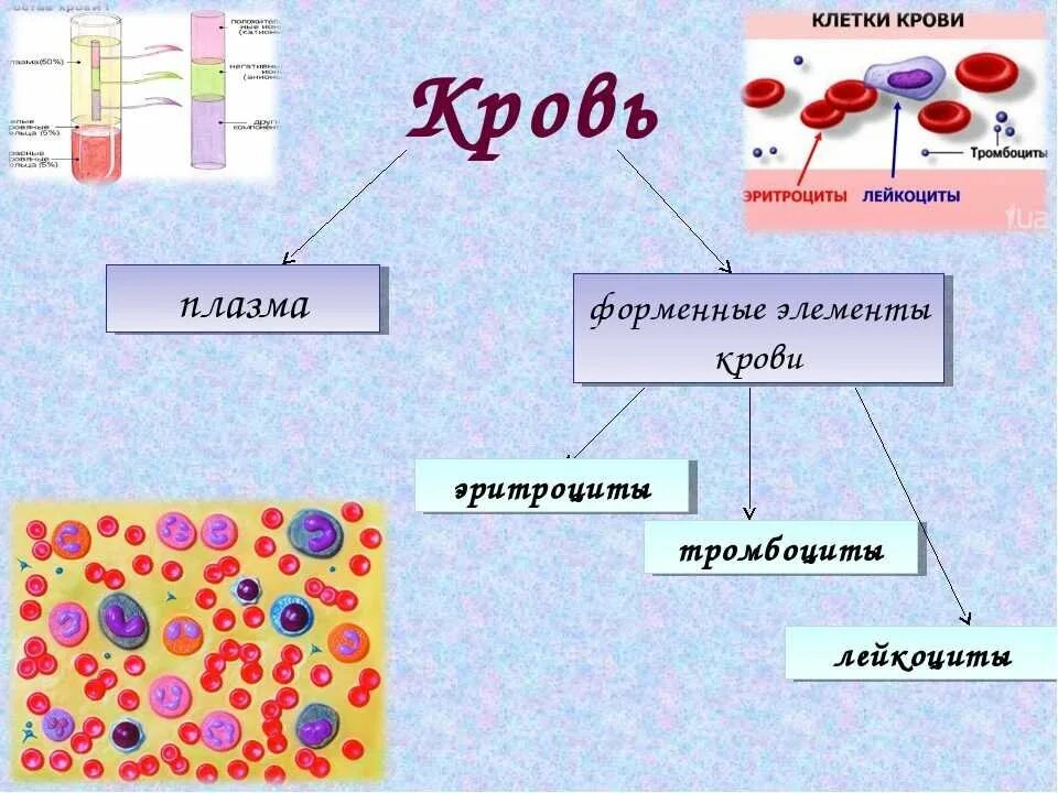 Какую функцию выполняют лейкоциты тромбоциты