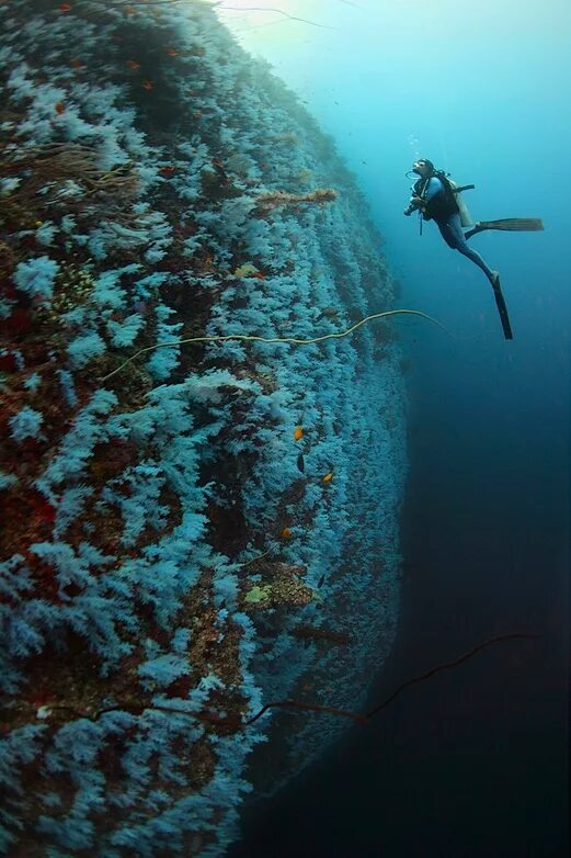 Тавеуни Фиджи белая стена дайвинг. Остров Тавеуни Фиджи стена. Подводные скалы. Великая подводная стена. Великий громадный