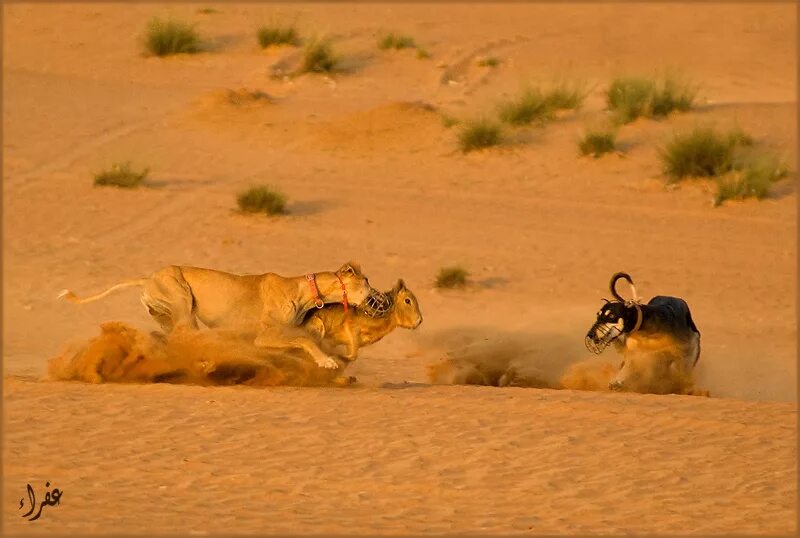 дивинити ориджинал син 1 шарлин. история пустоши мод. постапокалипсис кочевники. дивинит 1 пустуши охотника. бандиты с пустоши.