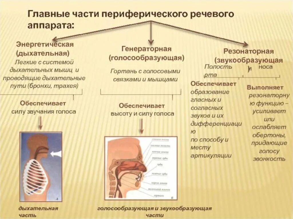 Дыхательный отдел периферического речевого аппарата обеспечивает. Строение и функционирование речевого аппарата. Строение голосового аппарата дыхательная часть функции. Схема строение речевого аппарата Центральный и периферический. Чем представлен периферический отдел