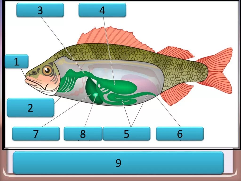 Пищеварительная система рыб 7 класс. Пищеварительная система рыб 7 класс биология. Внутреннее строение рыбы пищеварительная система. Пищеварительная система рыб рыбы биология 7 класса.