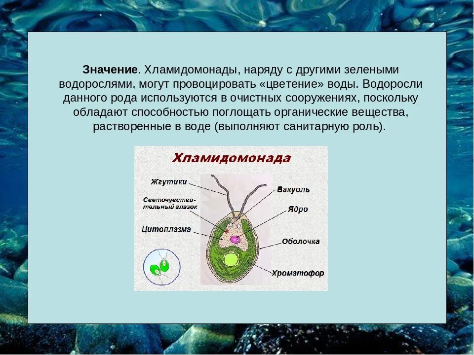 Органоиды водорослей. Строение хламидомонады. Структура хламидомонады. Хламидомонада водоросль. Одноклеточная водоросль хламидомонада.