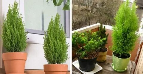 Кипарис пожелтел что делать