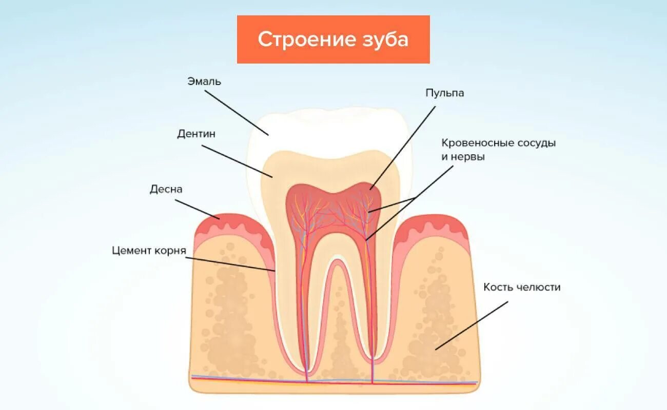 Зубной дентин. Зубной нерв строение зуба.
