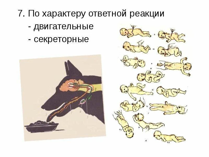 Эмоционально двигательные реакции. Двигательная реакция. ответная реакция. двигательная реакция картинки. множественные эффекты ответной реакции посредника.