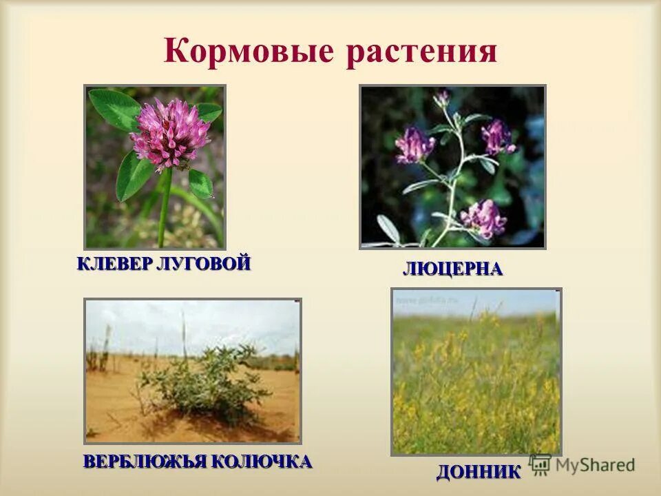 Растения используемые на корм животным. Кормовые культуры растений. Кормовые культуры растений. Мятлик нивяник клевер. Кормовые растения.