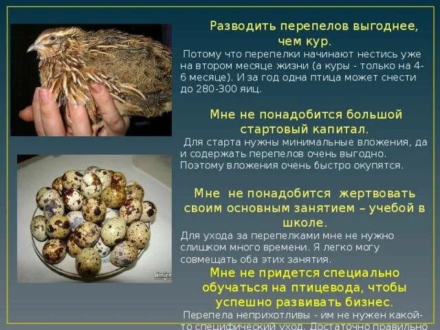 Почему перепелка несет. Интересные факты о перепелках. сообщение о перепеле. интересные факты о перепелах для детей. доклад о перепелке.