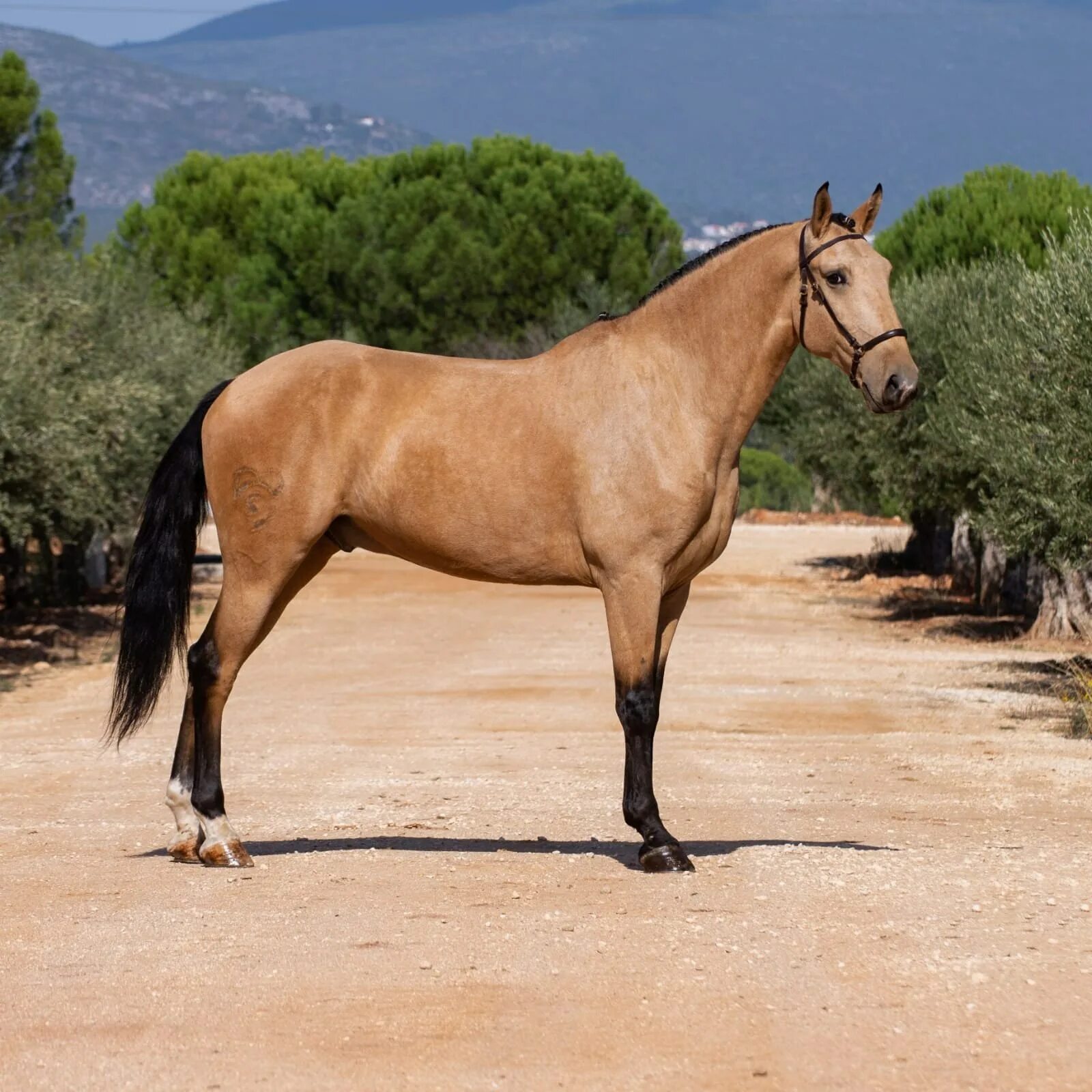 Beautiful horses, Horses, Andalusian horse
