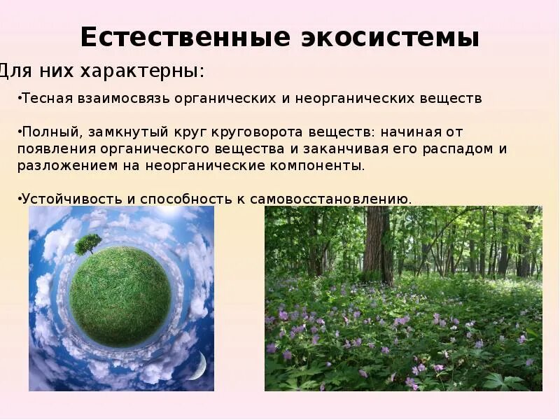 Разнообразный видовой состав экосистемы. Естественная экологическая система. примеры естественных экосистем. природные экосистемы. естественные и искусственные экосистемы.