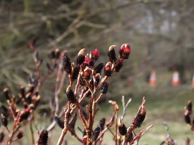 Ива тонкостолбиковая/Salix gracilistyla 'melanostachys'. Ива тонкостолбиковая Salix gracilistyla. Ива тонкостолбиковая черная Верба. Ива тонкостолбиковая гора АСО. Ива тонкостолбиковая маунт