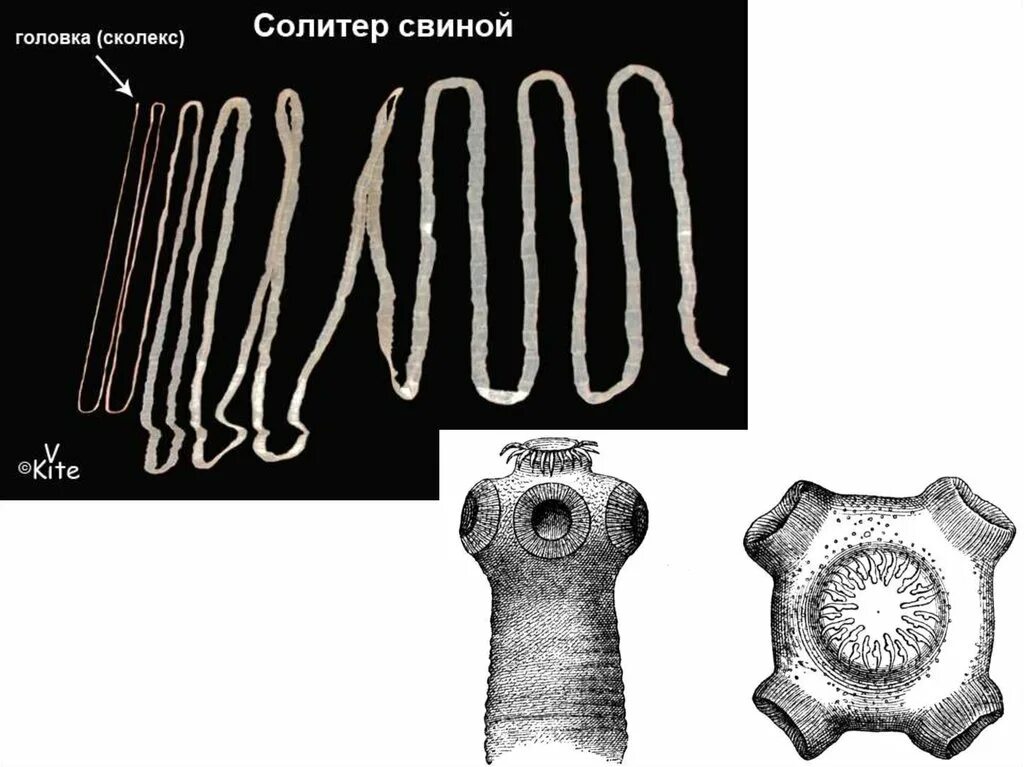 Бычий цепень дегенерация. Строение сколекса цестод. Сколексы свиного и бычьего цепня. Сколексы ленточных червей.