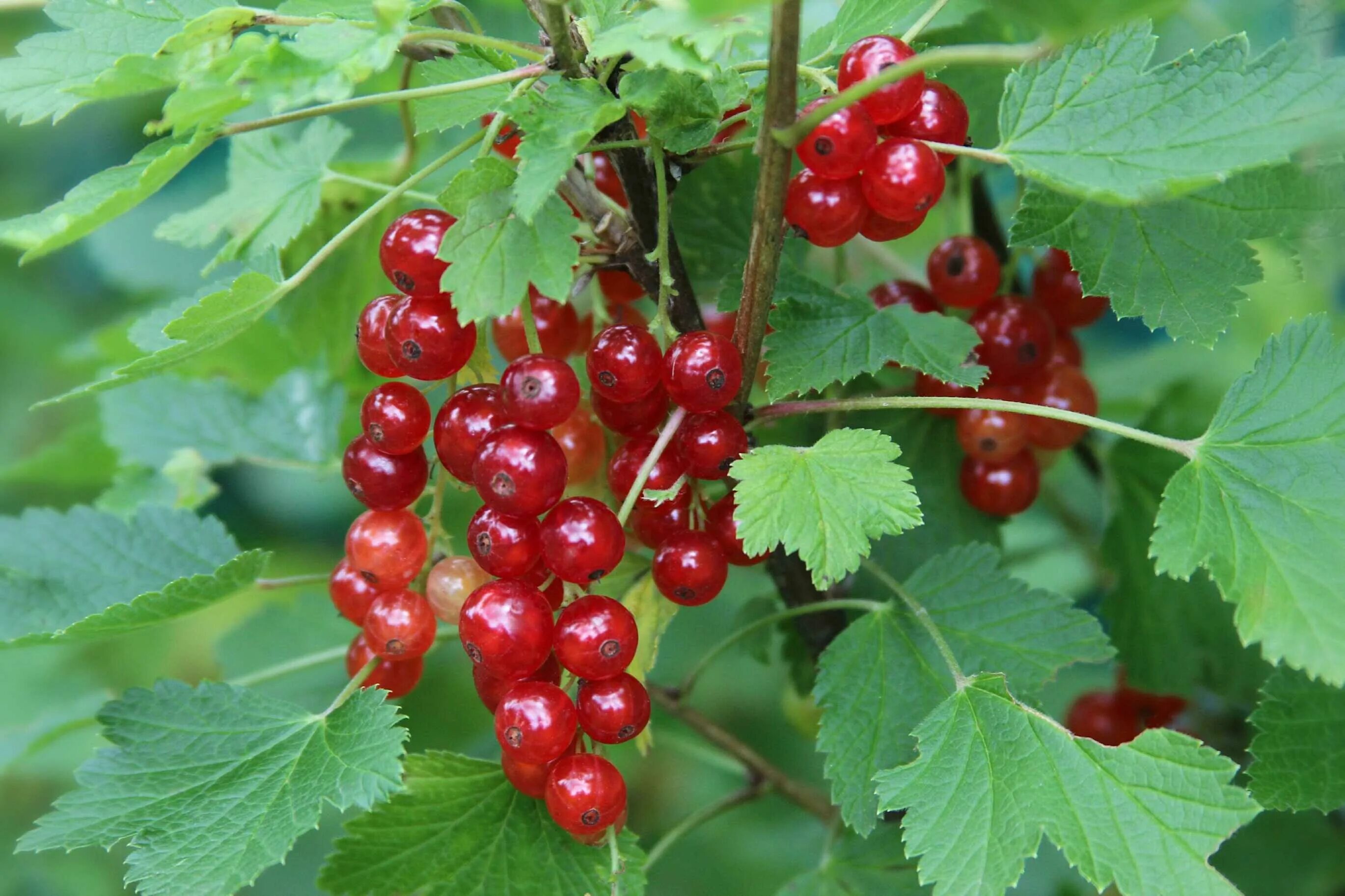 Сорта красной смородины сладкой и крупной. Смородина красная. Смородина красная (ribes rubrum `Rolan`). Смородина красная Вика. Смородина Руднеус.