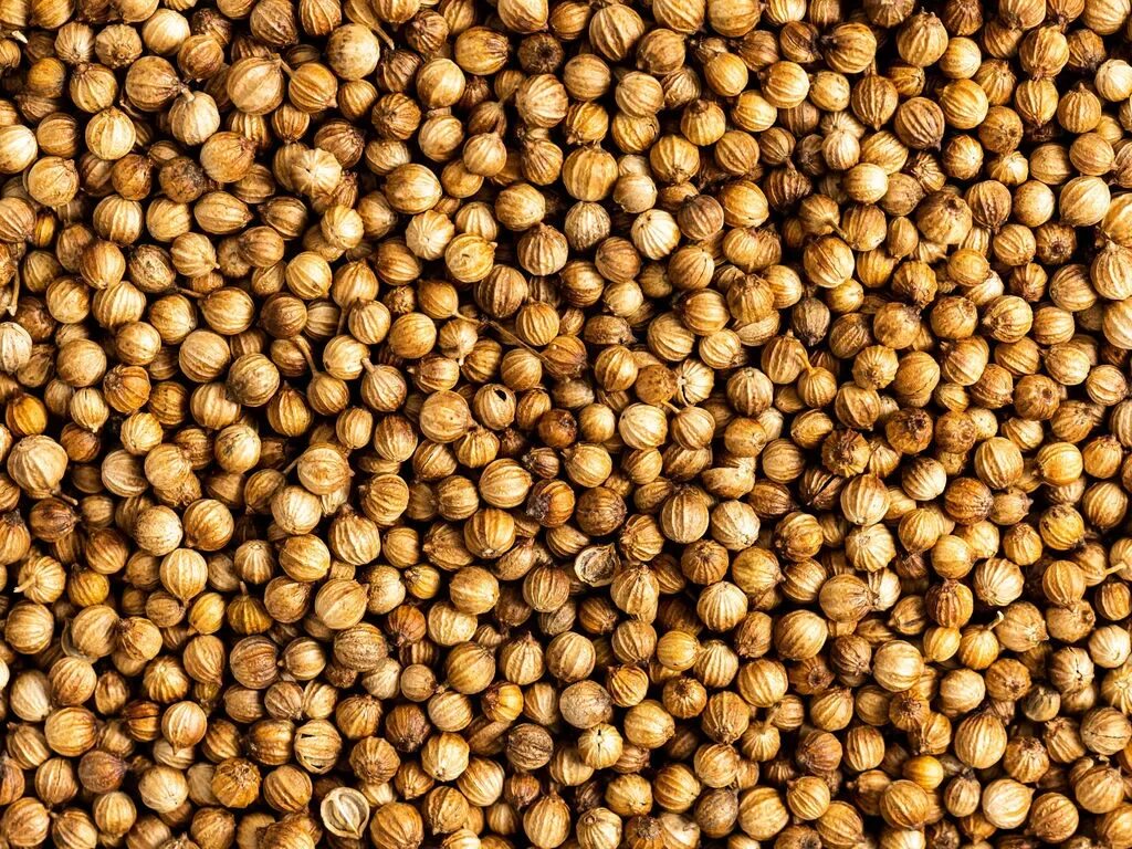 Coriander Seeds. Плоды кориандра. Кориандр 1999. Семена кинзы. Кориандр сорта