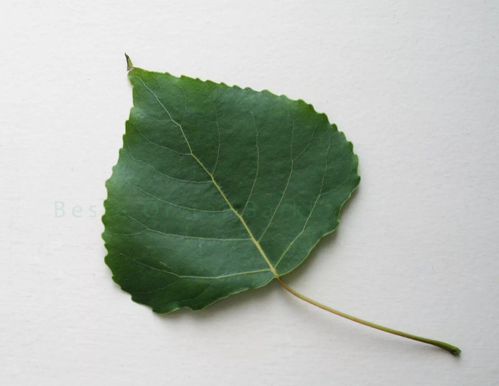 My little poplar. Тополь дерево листья. Тополь дрожащий (осина) – Populus tremula гербарий. Тополь обыкновенный листья.