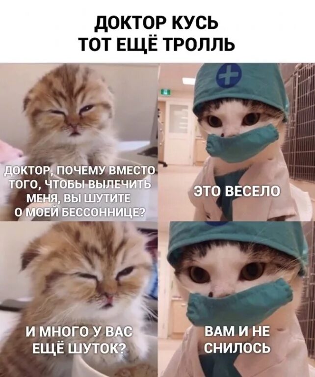 Доктор ну что там. Мемы с котиками врачами. Мемы доктор котики. Кусь Мем с котом. Мемы с котом врачом.