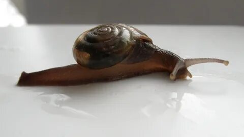 Special:MyLanguageCommons:Wiki Science Competition 2017. 