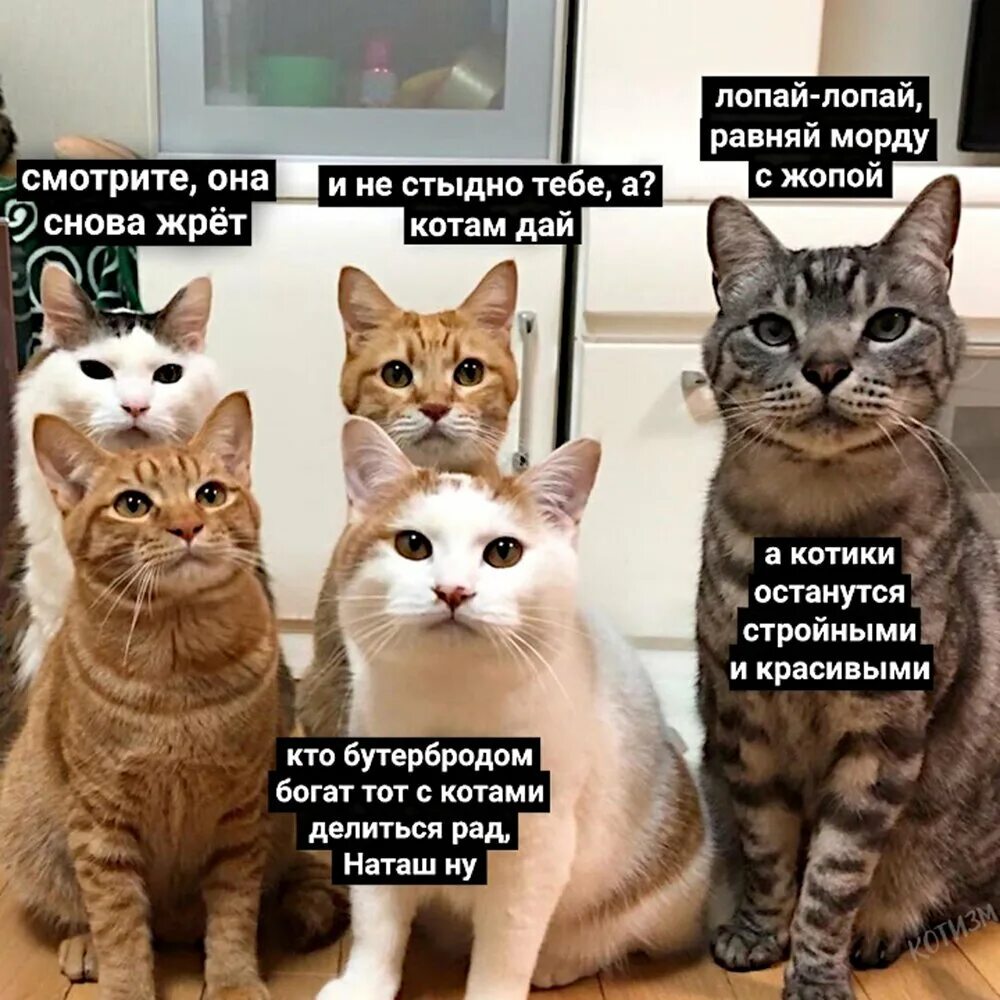 Картинке с их подписями
